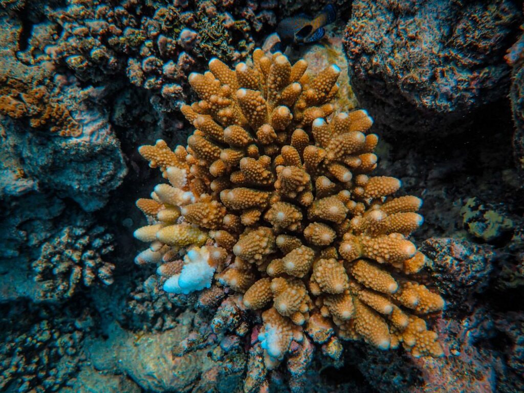 Coral